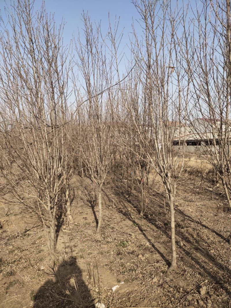 丛生木槿批发1-8公分木槿杆直冠圆树形优美