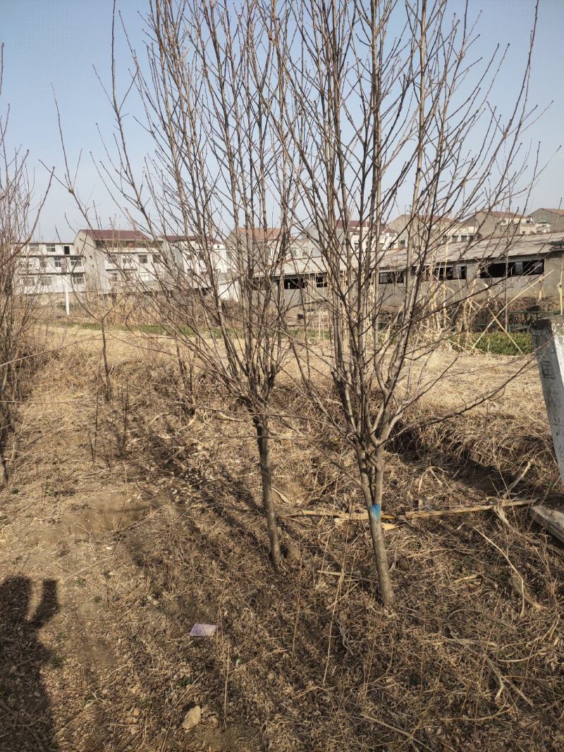 丛生木槿批发1-8公分木槿杆直冠圆树形优美