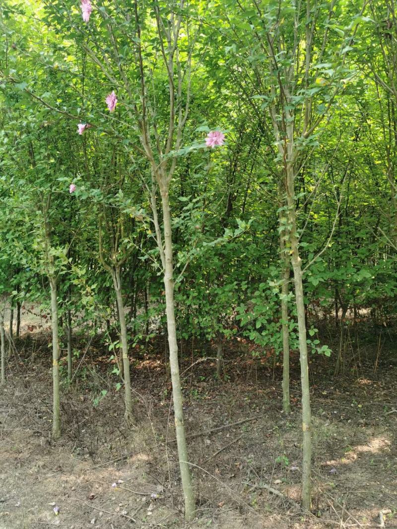 丛生木槿批发1-8公分木槿杆直冠圆树形优美