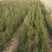 侧柏（营养杯的），侧柏床苗，大田定植侧柏！