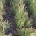 侧柏（营养杯的），侧柏床苗，大田定植侧柏！