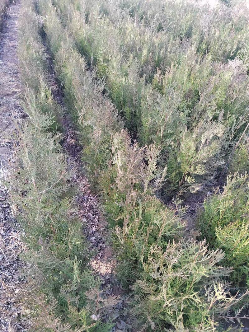 侧柏（营养杯的），侧柏床苗，大田定植侧柏！