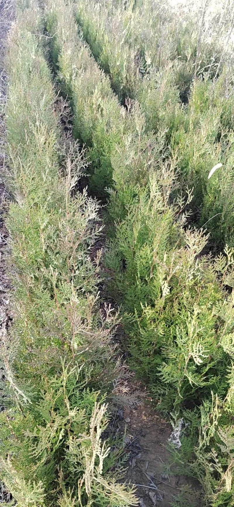 侧柏（营养杯的），侧柏床苗，大田定植侧柏！