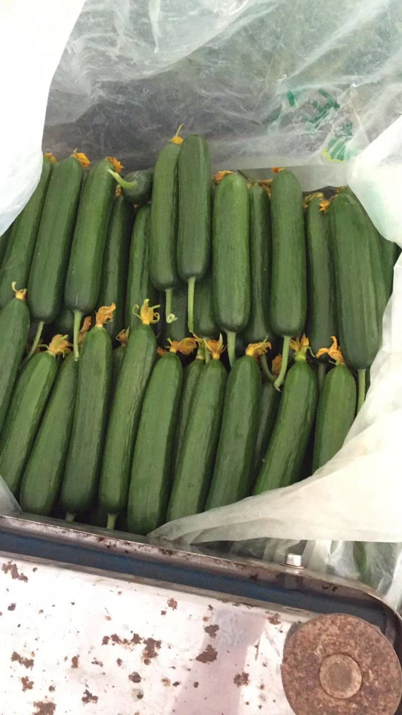 寿光精品小黄瓜水果黄瓜产地直供新鲜采摘质优价廉