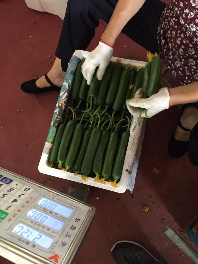 寿光精品小黄瓜水果黄瓜产地直供新鲜采摘质优价廉