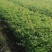 批发藤本爬藤攀岩植物，三叶五叶爬山虎，爬藤苗