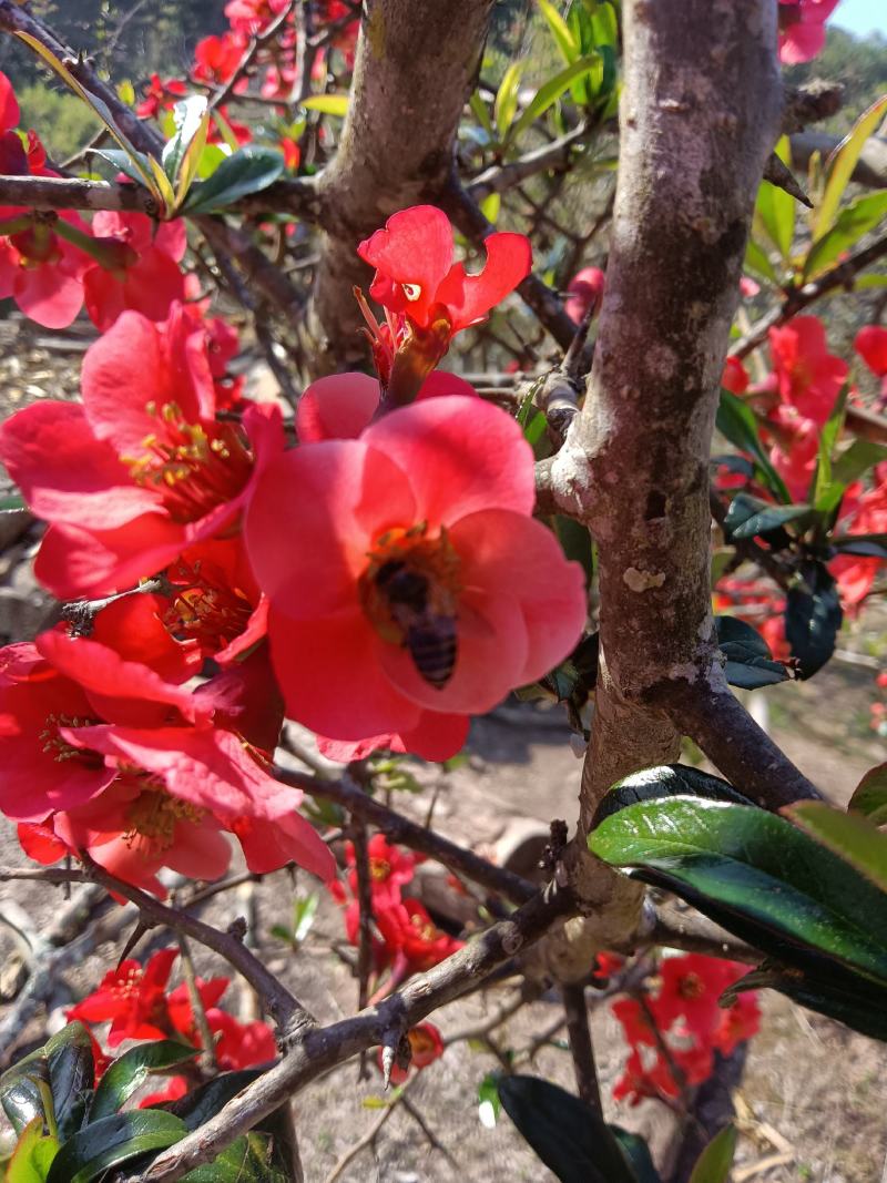 蜂蜜～天然土蜂蜜，深山里的的百花蜜
