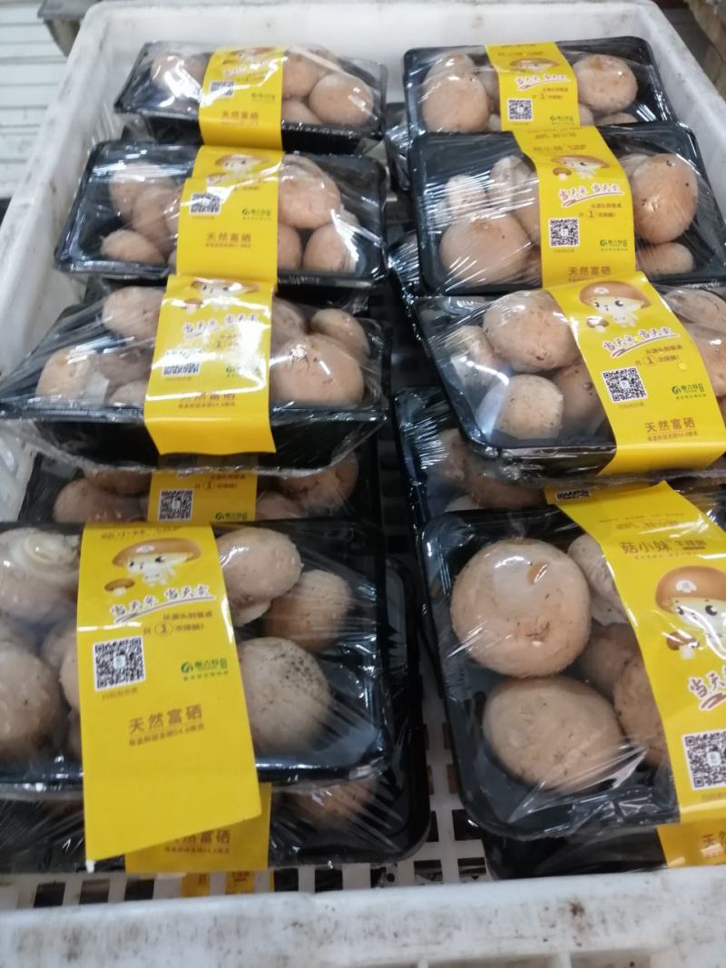 洛阳奥吉特牛排菇