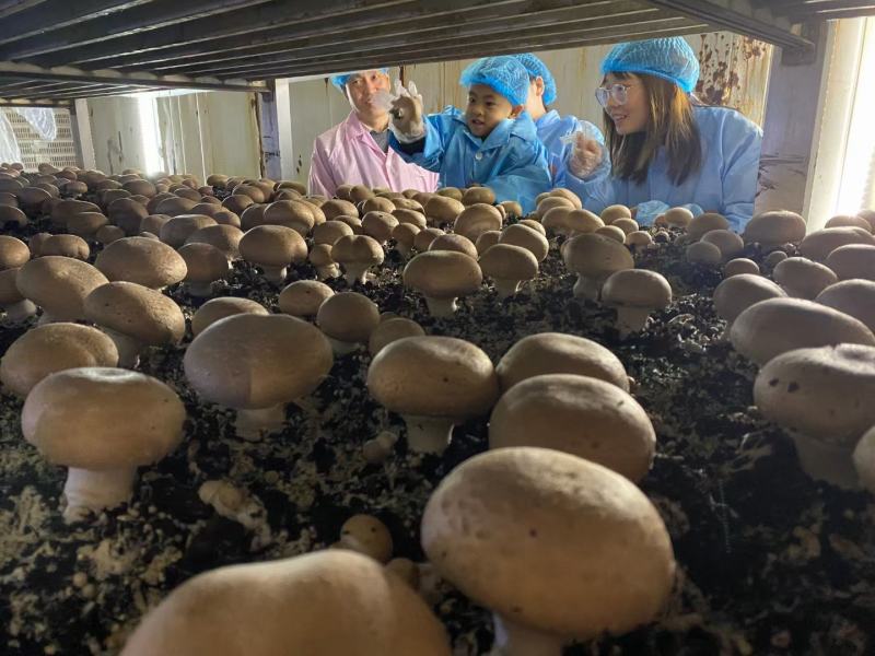 洛阳奥吉特牛排菇