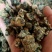 猴脑菌核桃菌经营各种菌类批发零售均可