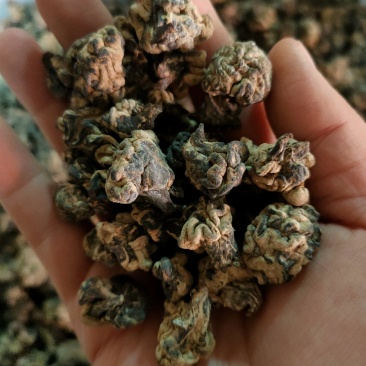 猴脑菌核桃菌经营各种菌类批发零售均可