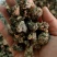猴脑菌核桃菌经营各种菌类批发零售均可