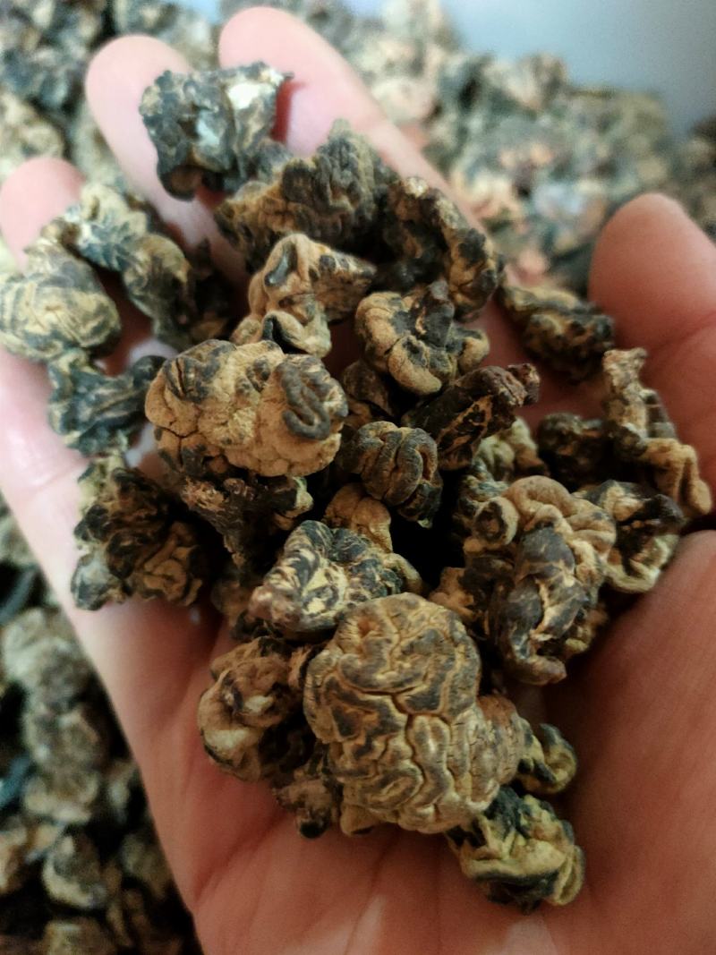 猴脑菌核桃菌经营各种菌类批发零售均可