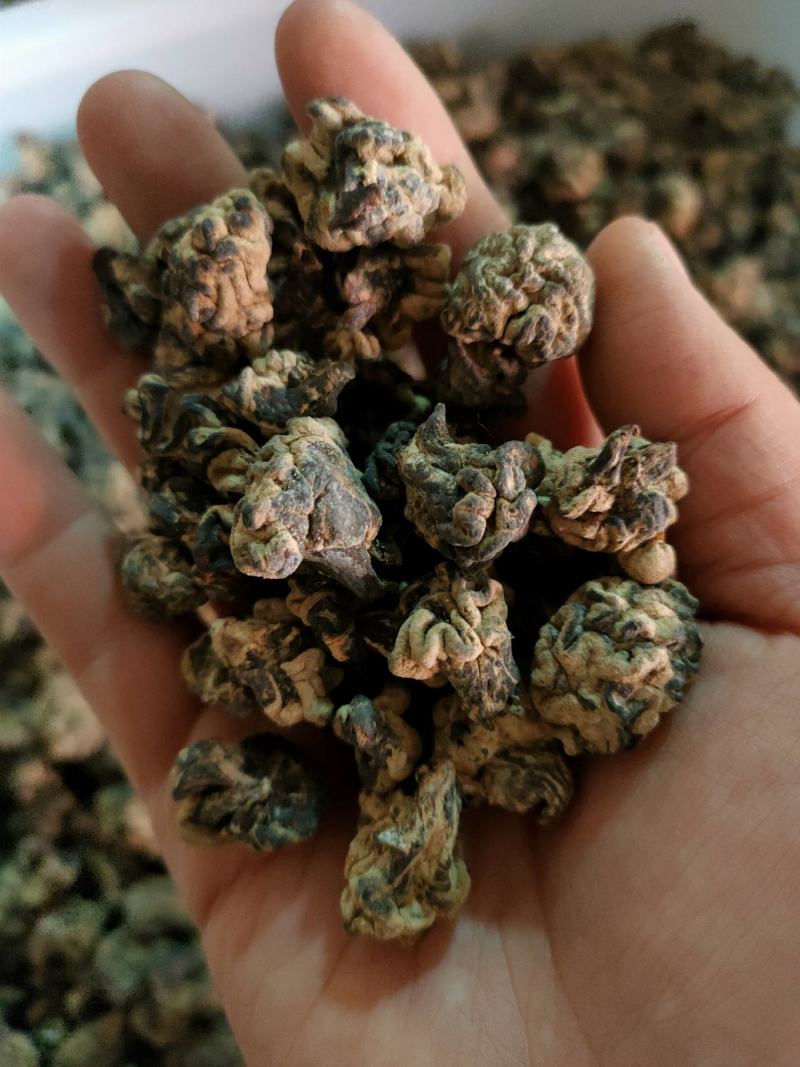 猴脑菌核桃菌经营各种菌类批发零售均可