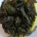 农家自种的苦菜干，新鲜质量好，1斤为—件包邮。