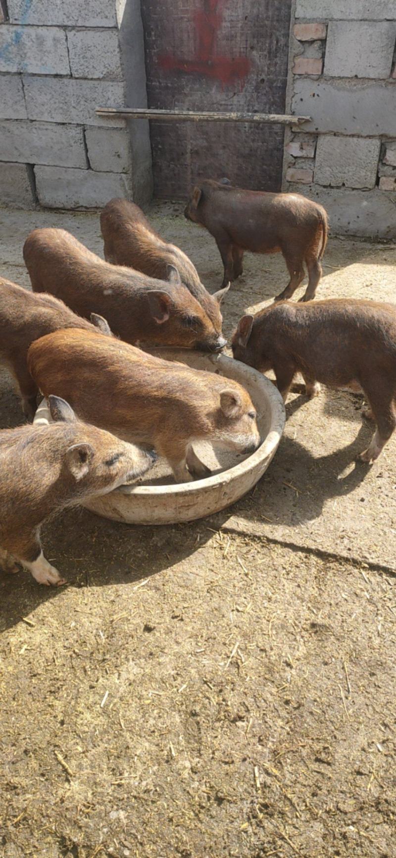 巴马香猪藏香猪宠物小香猪基地出售怀孕巴马香猪厂价直销