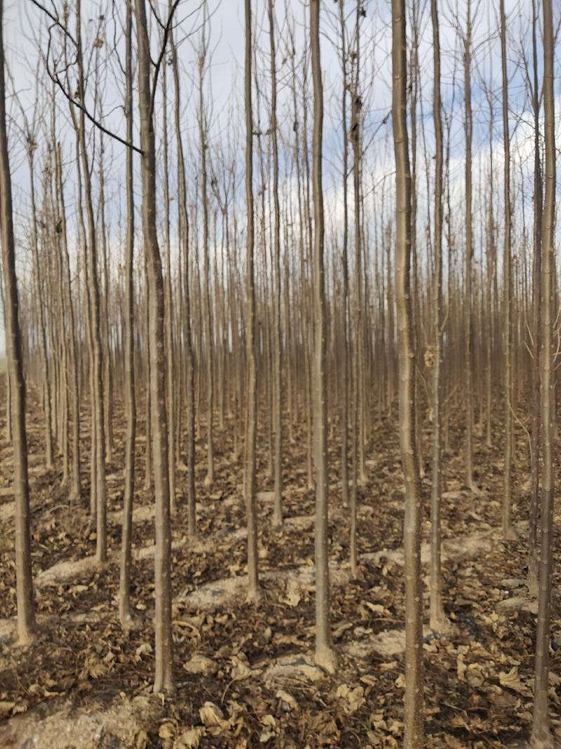 秋树大量供应3～10公分河北货源秋树量大欢迎各位选购