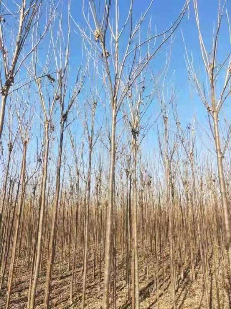 秋树大量供应3～10公分河北货源秋树量大欢迎各位选购
