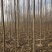 秋树大量供应3～10公分河北货源秋树量大欢迎各位选购
