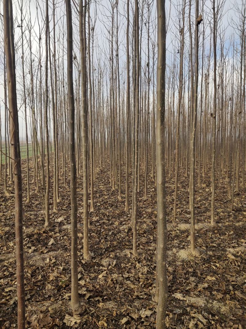 秋树大量供应3～10公分河北货源秋树量大欢迎各位选购
