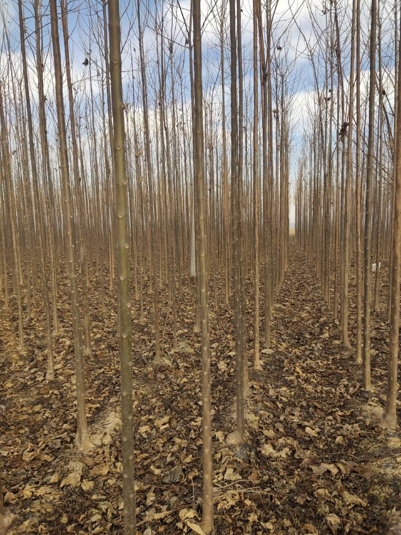 秋树大量供应3～10公分河北货源秋树量大欢迎各位选购