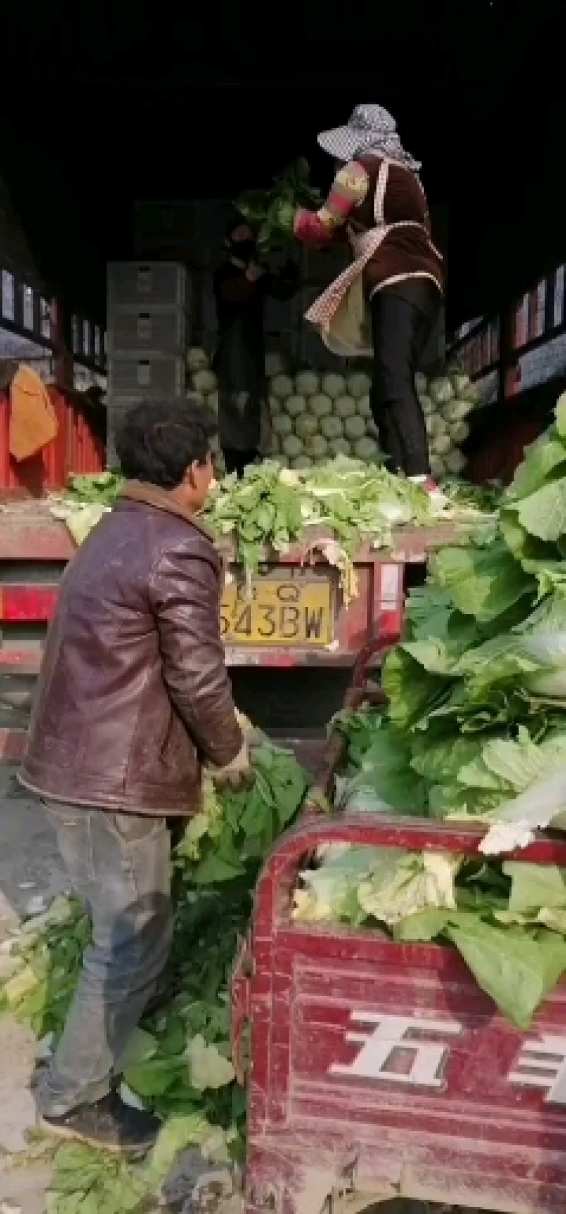 山东省临沂市兰陵县黄心大白菜大量上市中，质量好价格满意