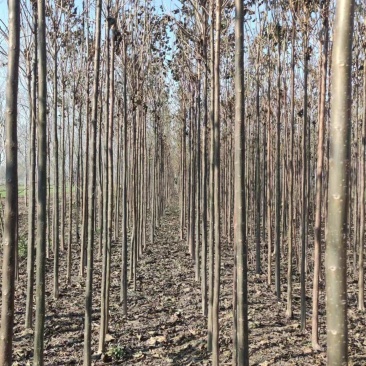 秋树大量供应3～10公分河北货源秋树量大欢迎各位选购
