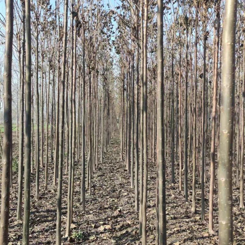 秋树大量供应3～10公分河北货源秋树量大欢迎各位选购