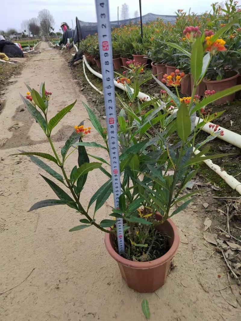 马利筋观花植物盆栽公园景观绿化植物基地直发量大从优