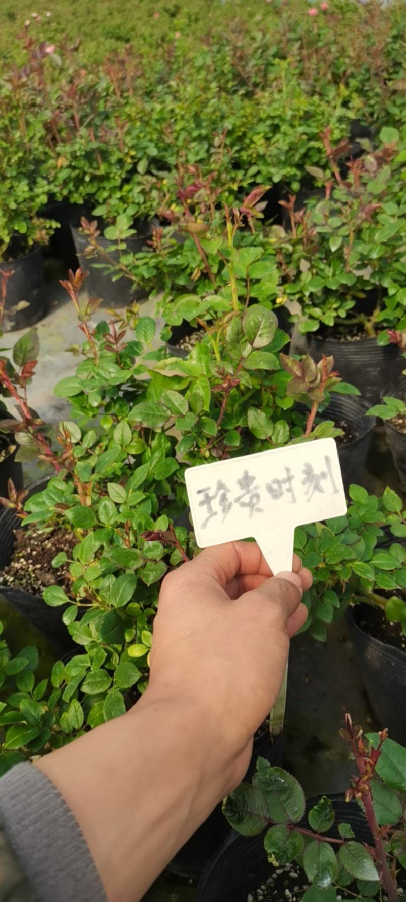 月季盆栽灌木