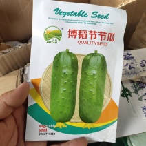 博韬节节瓜囗早熟抗病肉质脆嫩鲜吃结瓜20个亩产16000