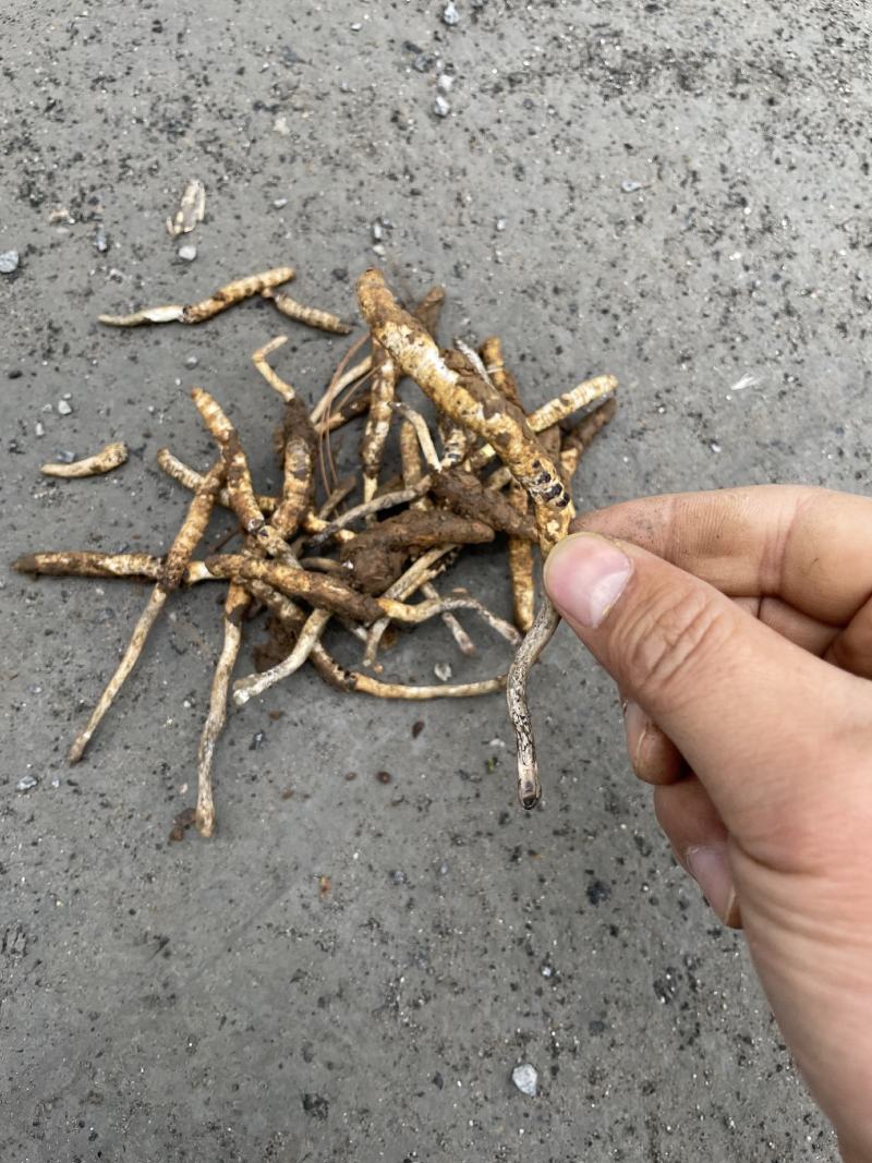 湖南虫草，大量上市，价格实惠，欢迎进店选购