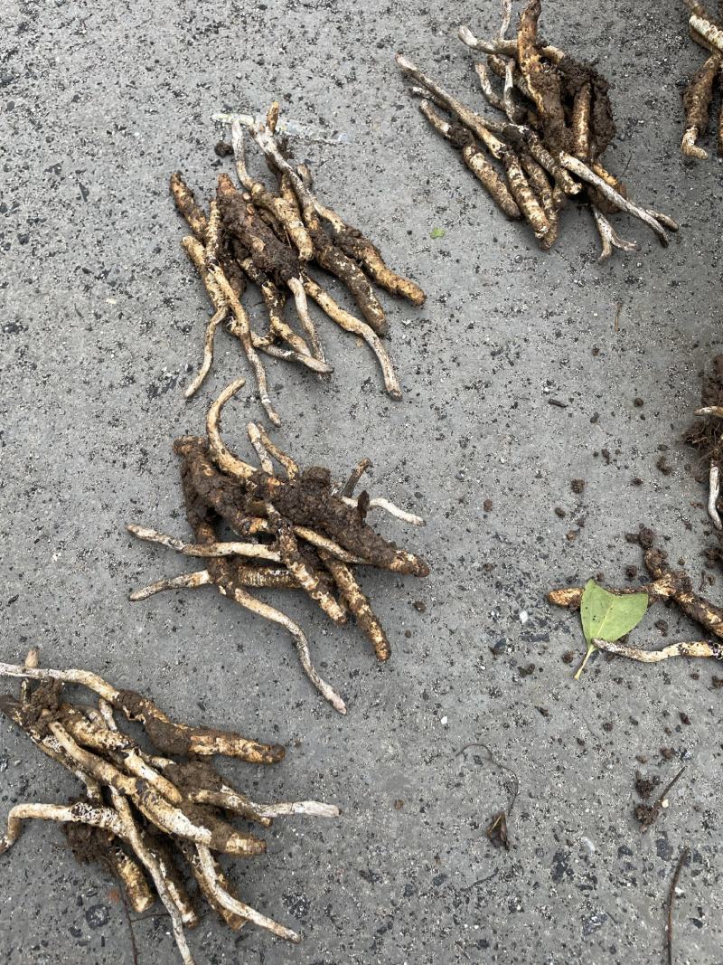 湖南虫草，大量上市，价格实惠，欢迎进店选购