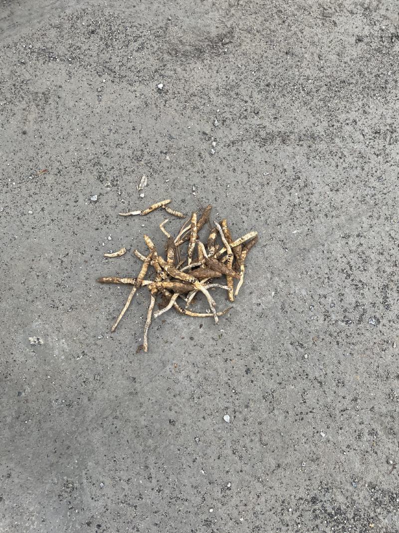 湖南虫草，大量上市，价格实惠，欢迎进店选购