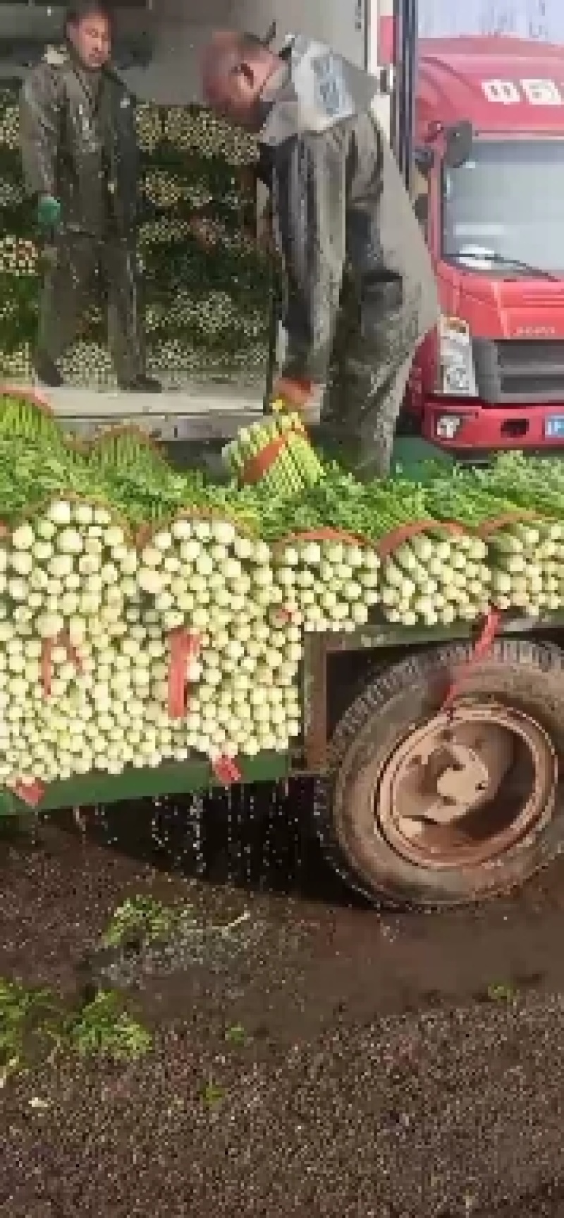 精品禹城西芹，精品好西芹，基地保质保量发货，欢迎下单咨询