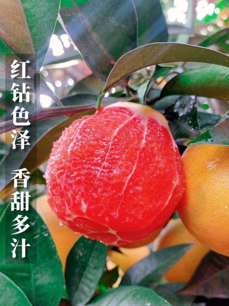 中华红血橙，二月红，塔罗科血橙，产地一手货源现看现采果