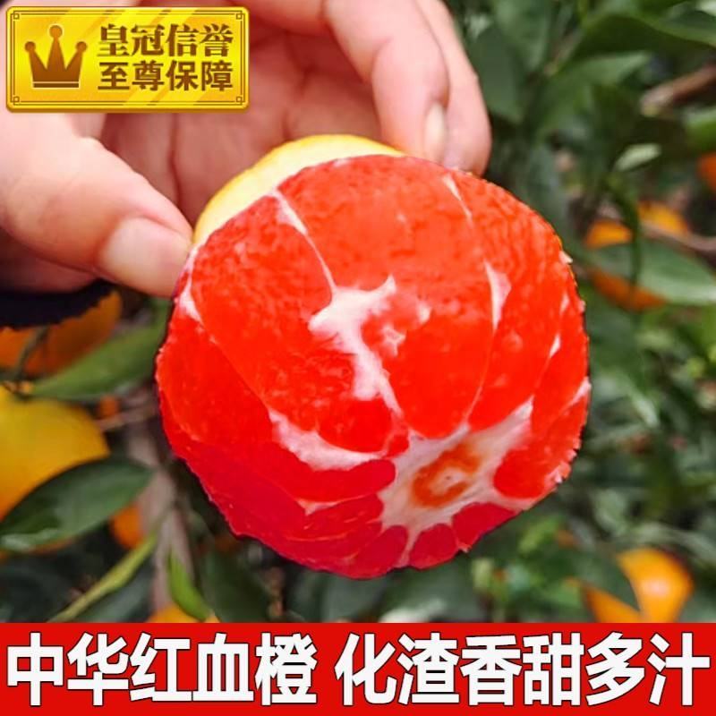 中华红血橙，二月红，塔罗科血橙，产地一手货源现看现采果
