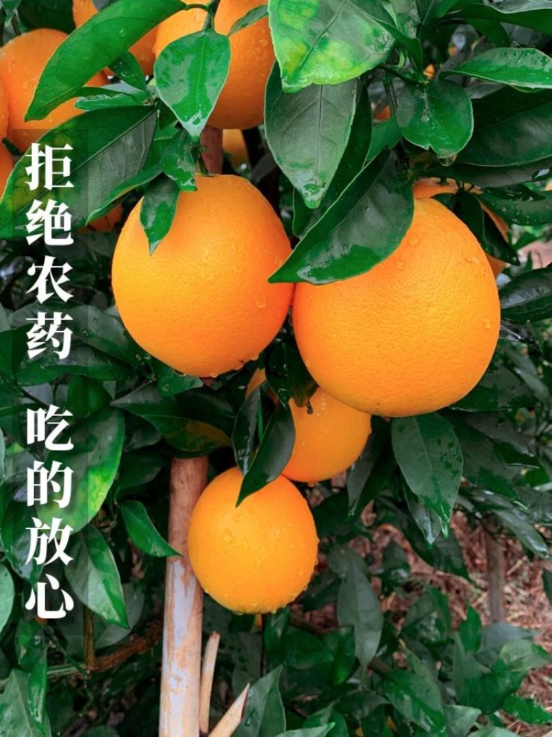 中华红血橙，二月红，塔罗科血橙，产地一手货源现看现采果