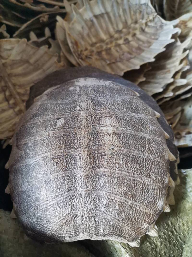 中药材生鳖甲甲鱼壳鳖甲上甲上壳团鱼甲龟板