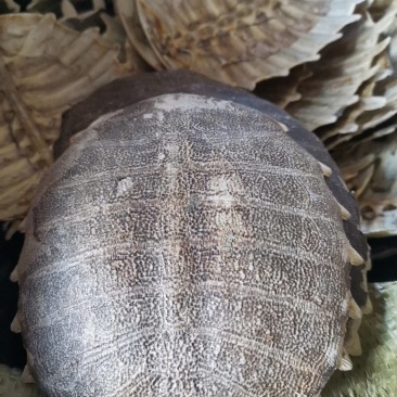 中药材生鳖甲甲鱼壳鳖甲上甲上壳团鱼甲龟板