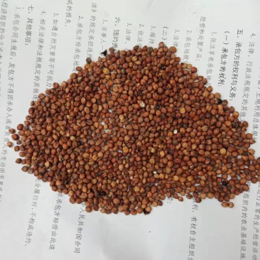 晋糯三号高粱糯高粱销售20000斤