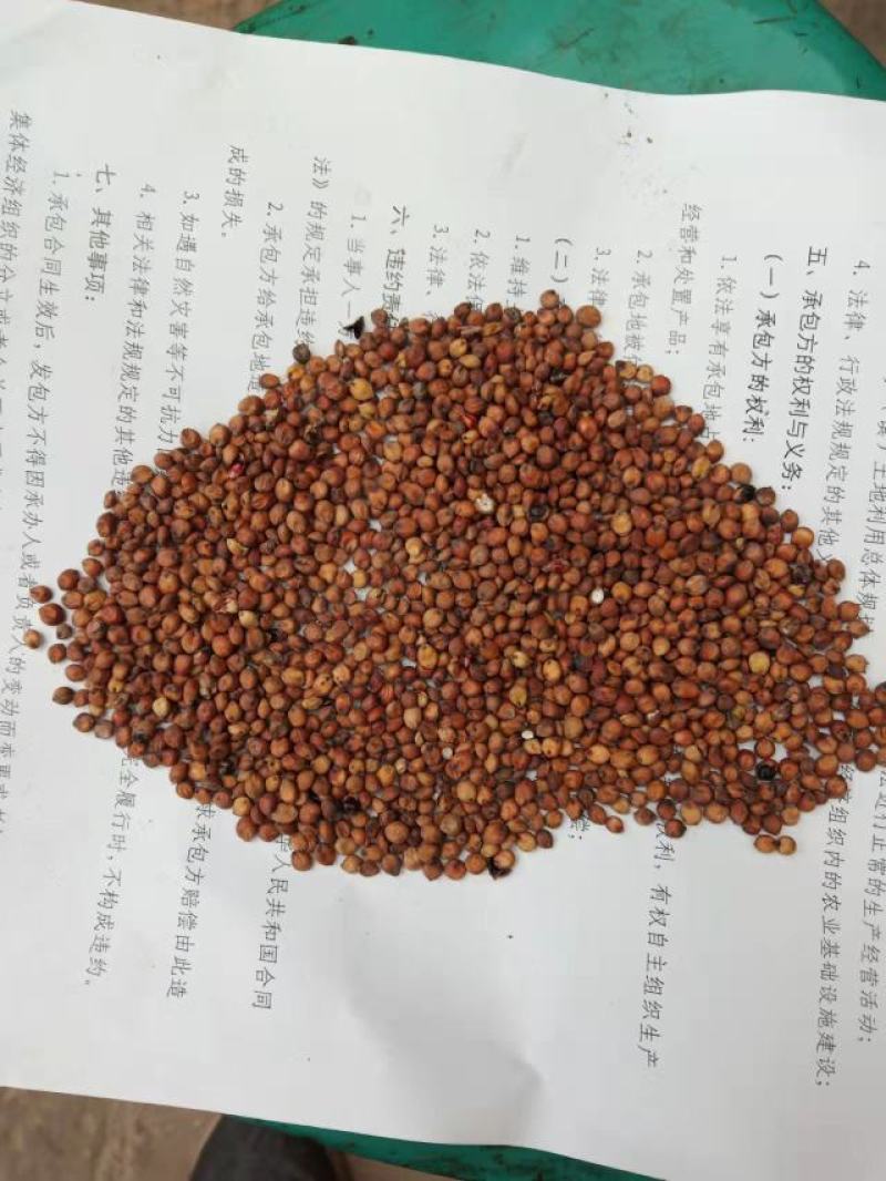 晋糯三号高粱糯高粱销售20000斤