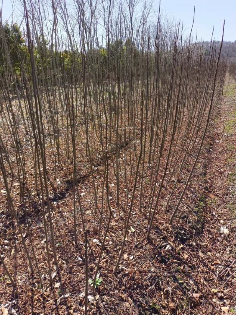 栾树小苗，1-2公分栾树，九江栾树苗。