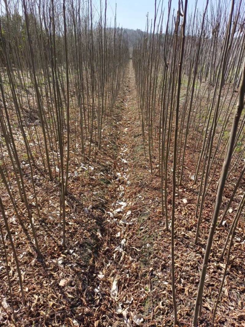 栾树小苗，1-2公分栾树，九江栾树苗。