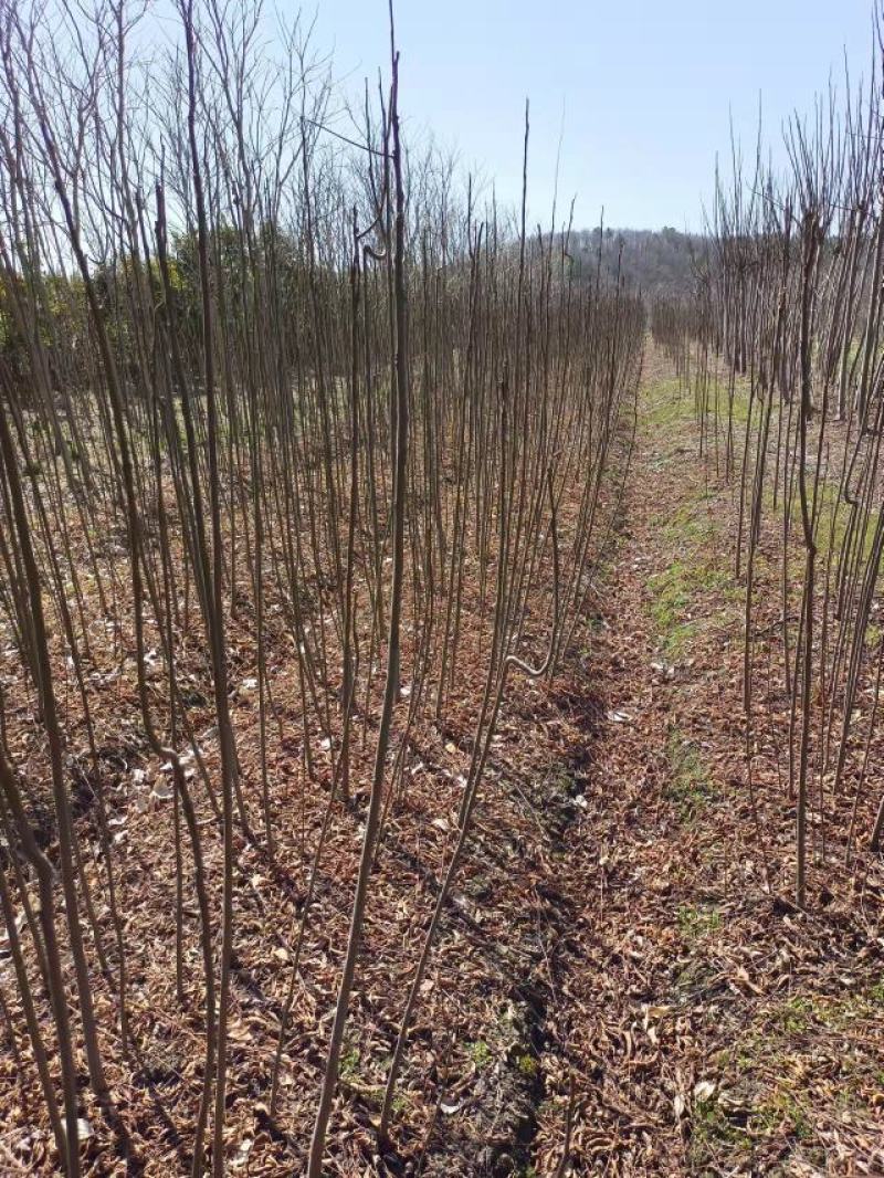 栾树小苗，1-2公分栾树，九江栾树苗。