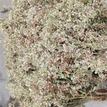 广西山上土特产花麦