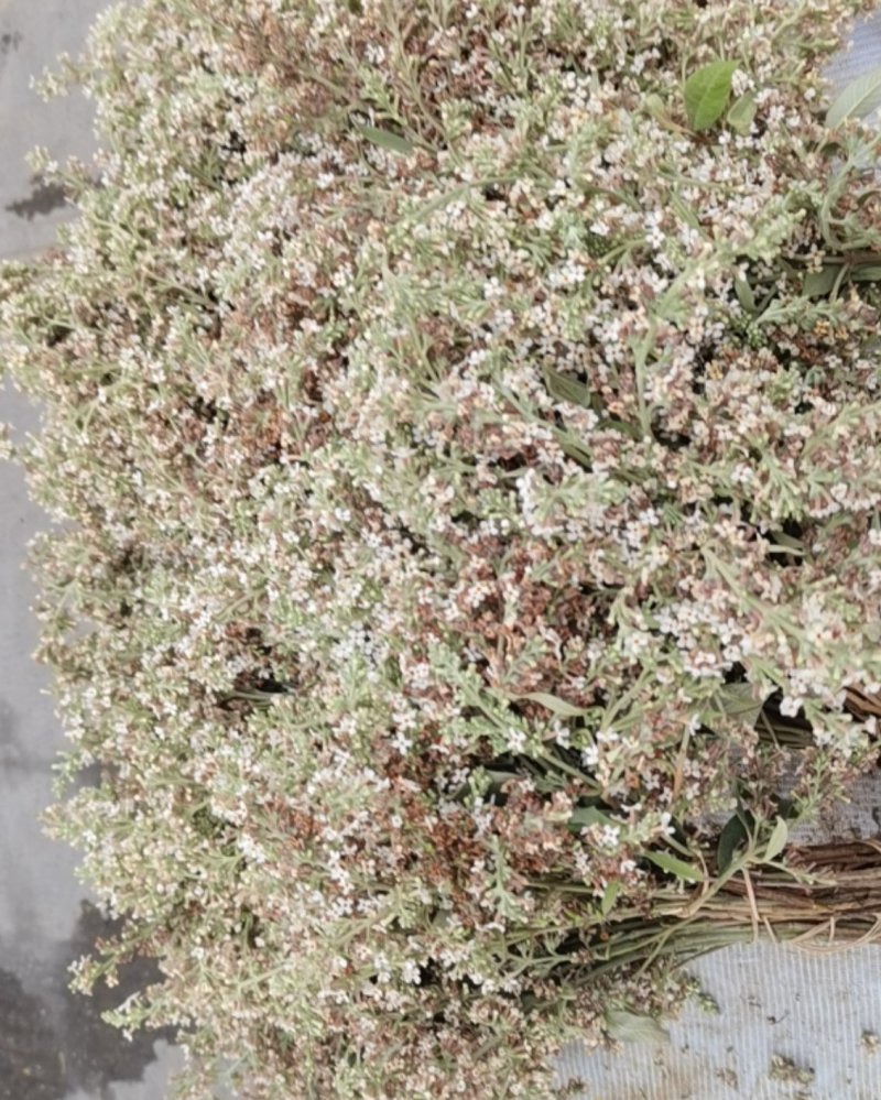 广西山上土特产花麦
