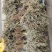 广西山上土特产花麦