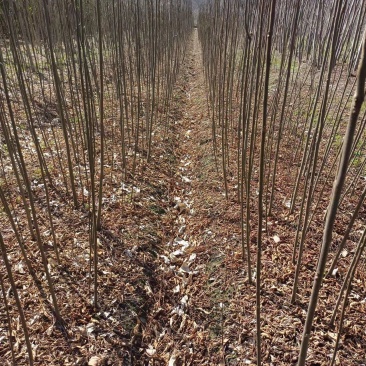 栾树小苗，1-2公分栾树，九江栾树苗。
