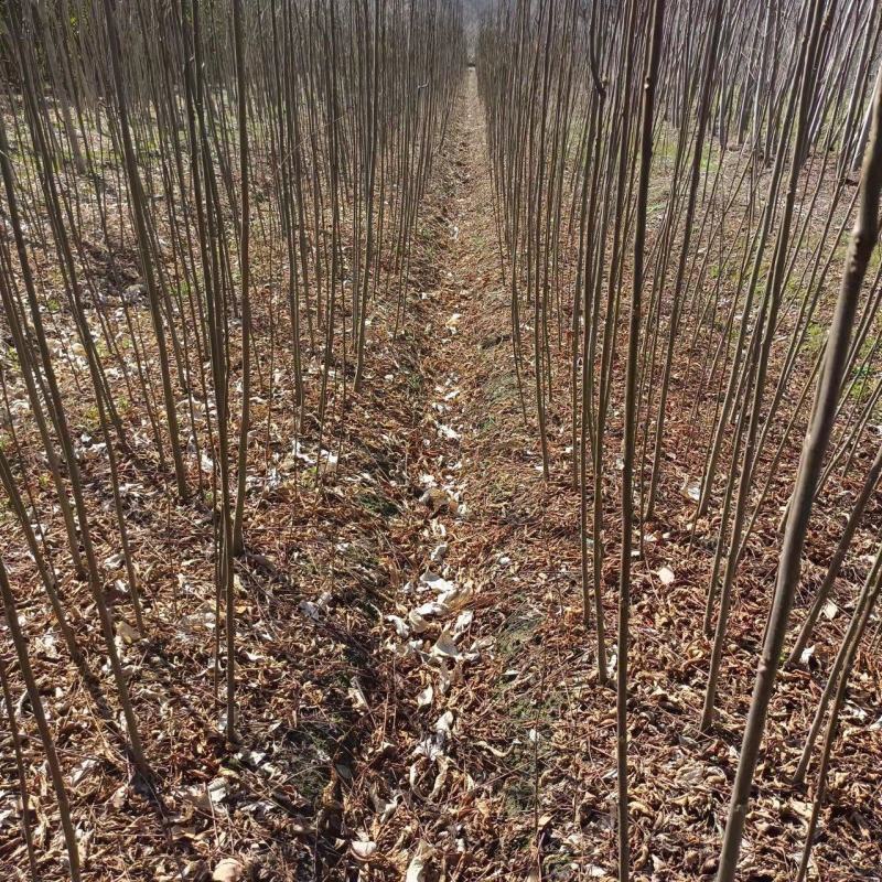 栾树小苗，1-2公分栾树，九江栾树苗。
